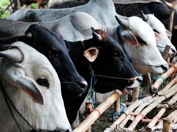 Cara Spesial Rayakan Natal